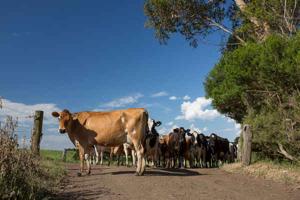 The Organic Milk Company - Dairy Products In Port Melbourne