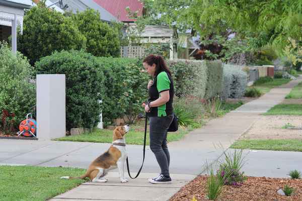 Your Dog and You - Pet Trainers In Wagga Wagga