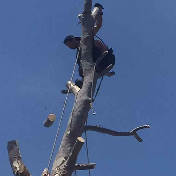 Cape Tree Service Albany - Tree Surgeons & Arborists In Mira Mar