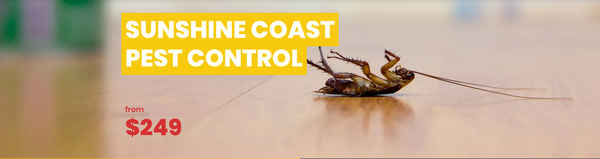 Sunshine Coast Pest Control - Pest Control In Buderim