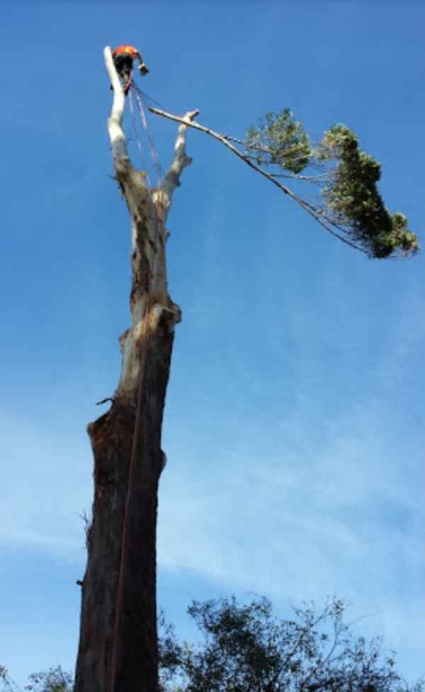 Tree Solution NSW Pty Ltd - Tree Surgeons & Arborists In Rainbow Flat 2430