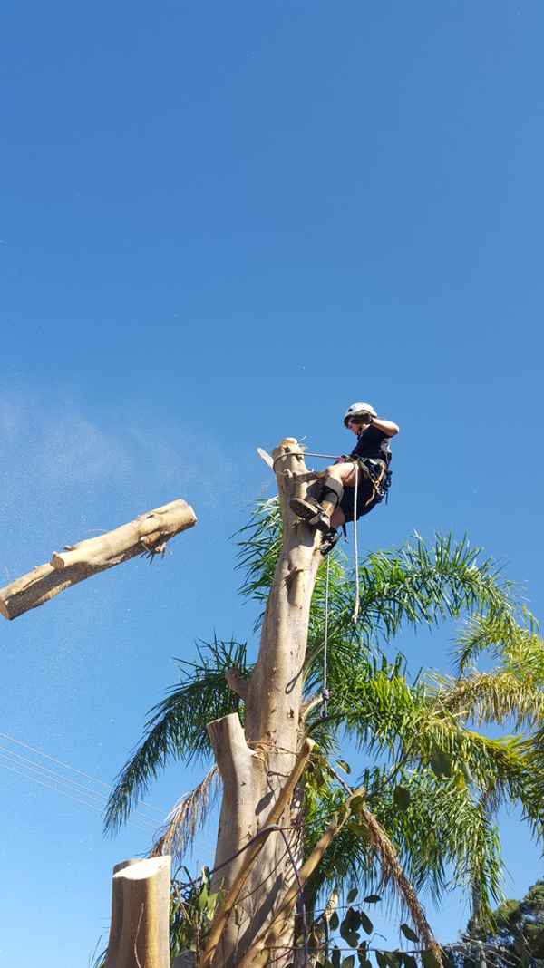 Cape Tree Service - Tree Surgeons & Arborists In Mira Mar