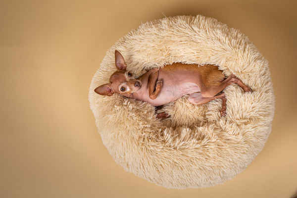 The Calming Dog Bed - Pet Shops In Sydney