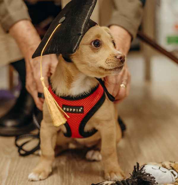 Challenger Veterinary Hospital - Veterinarians In Kwinana Town Centre