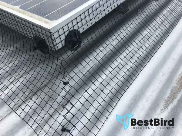 Best Bird Proofing Sydney - Business Services In Surry Hills