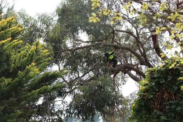 Joel's Tree Services - Tree Surgeons & Arborists In Narre Warren South