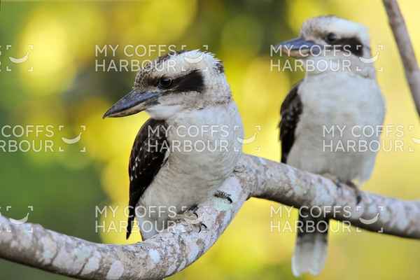 My Coffs Harbour - Photographers In Coffs Harbour