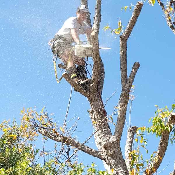 Cape Tree Service - Tree Surgeons & Arborists In Mira Mar