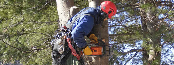 Procut Tree Services - Tree Surgeons & Arborists In Bayswater