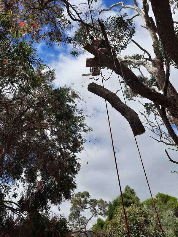 Cape Tree Service - Tree Surgeons & Arborists In Mira Mar