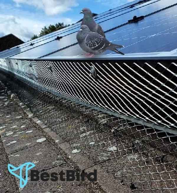 Best Bird Proofing Sydney - Business Services In Surry Hills