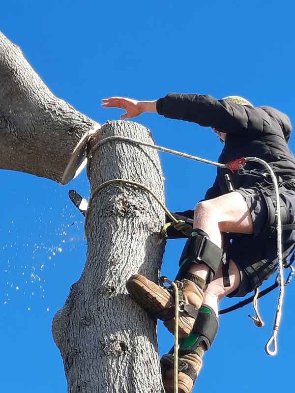 Cape Tree Service - Tree Surgeons & Arborists In Mira Mar