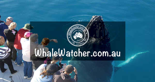 WhaleWatcher.com.au - Travel & Tourism In Torquay