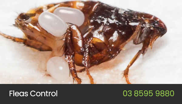 Eco Pest Control Melbourne - Pest Control In Melbourne