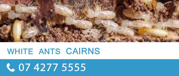 Pro Pest Control Cairns - Pest Control In Cairns City