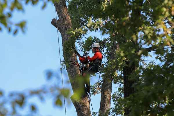 Eco Tree Removal Brisbane - Tree Surgeons & Arborists In Milton