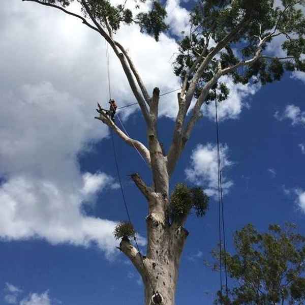 Smith Tree Solutions - Tree Surgeons & Arborists In Jones Hill