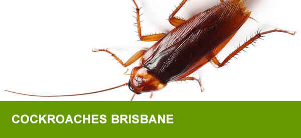 NO1 Pest Control Brisbane - Pest Control In Brisbane City