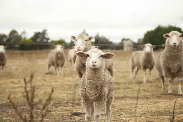 RumenWorks Nutrition - Pet & Animal Services In Coffs Harbour