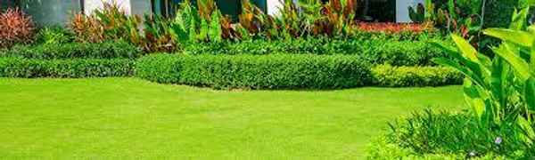 Premium Gekko Garden Maintenance Brisbane - Gardeners In Ferny Hills