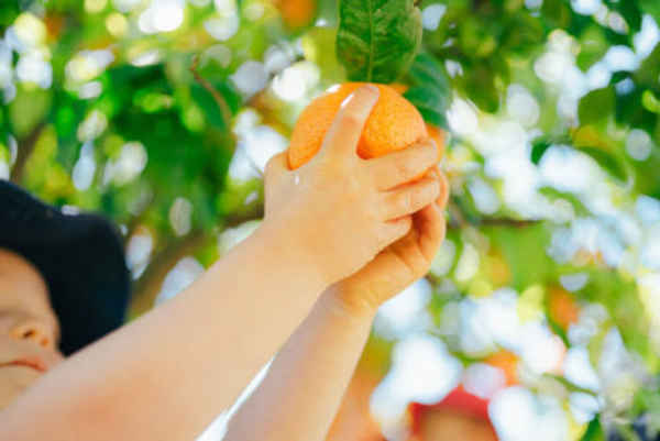 The Orchard Perth - Farming In Lower Chittering