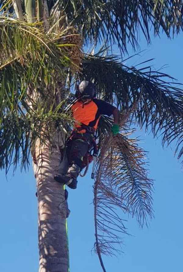 Joel's Tree Services - Tree Surgeons & Arborists In Narre Warren South