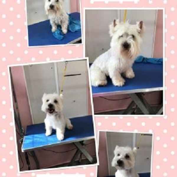 The Pooch Beauty Salon - Pet Groomers In Altona North