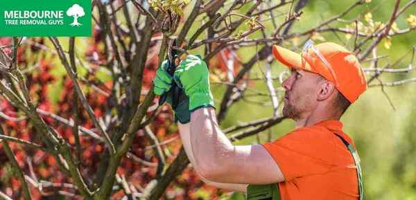 Melbourne Tree Removal Guys - Tree Surgeons & Arborists In Narre Warren