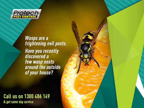 Protech Pest Control - Pest Control In Campbellfield