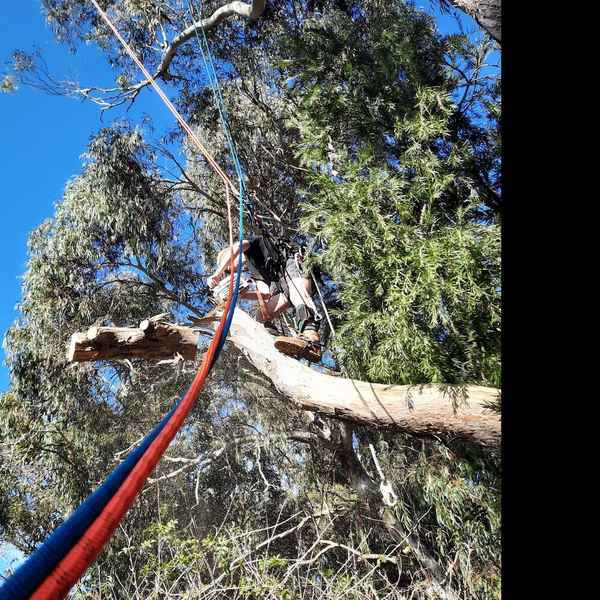 Cape Tree Service - Tree Surgeons & Arborists In Mira Mar