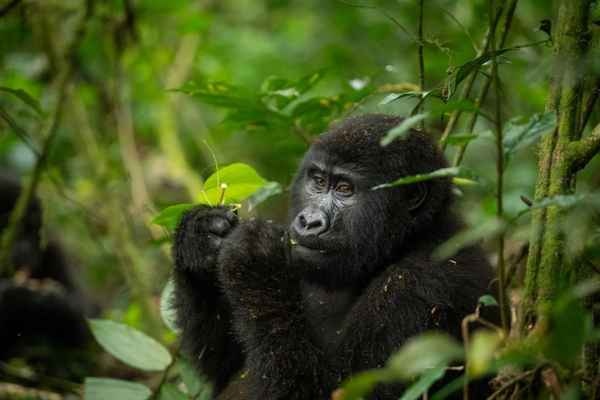 Silverback Gorilla Trekking - Travel & Tourism In Docklands