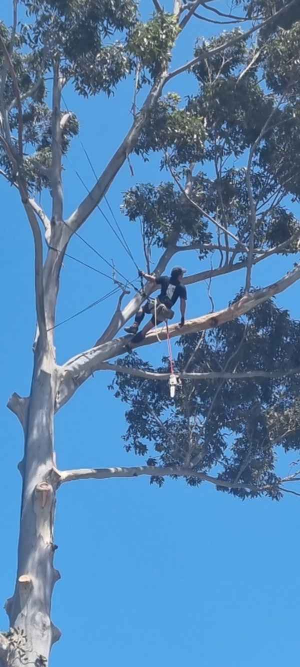 Cape Tree Service - Tree Surgeons & Arborists In Mira Mar