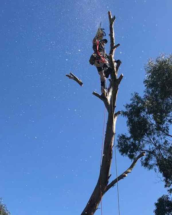 Cape Tree Service - Tree Surgeons & Arborists In Mira Mar