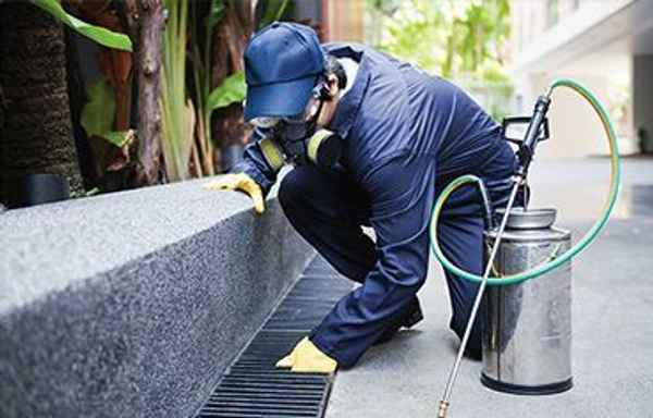 BugFree Pest Control - Pest Control In Bondi