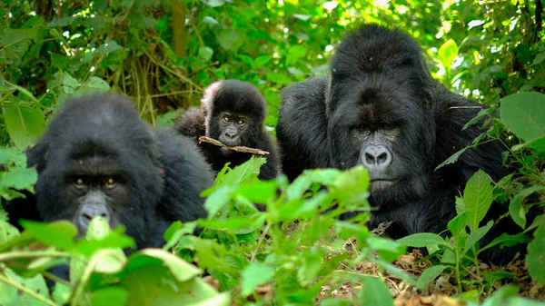 Silverback Gorilla Trekking - Travel & Tourism In Docklands