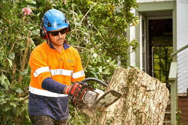 Trees Down Under - Tree Surgeons & Arborists In Dural 2158
