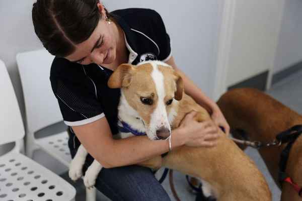 Westvets Veterinary Clinic - Veterinarians In Anstead