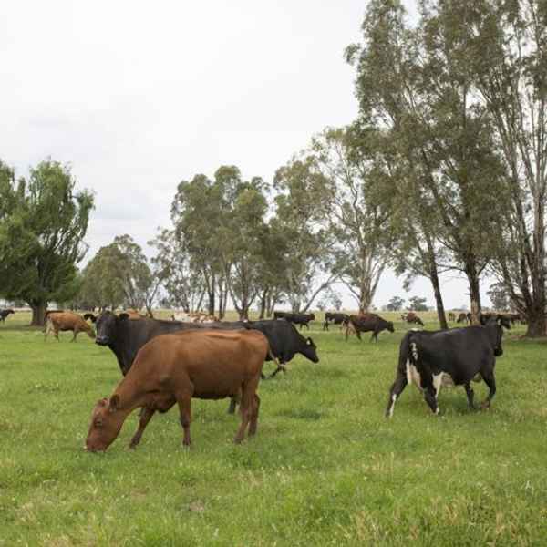 The Organic Milk Company - Dairy Products In Port Melbourne