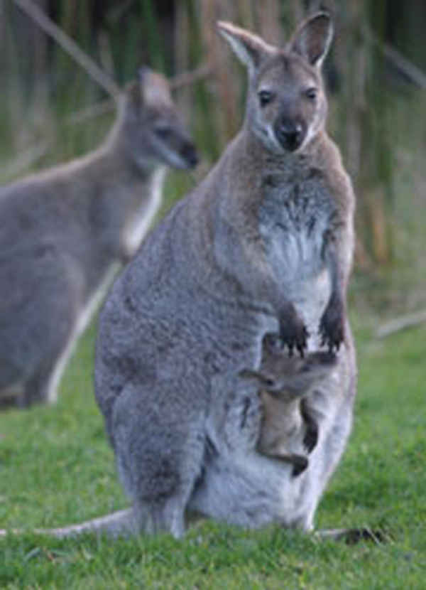 King Island Tours - Tours In Grassy