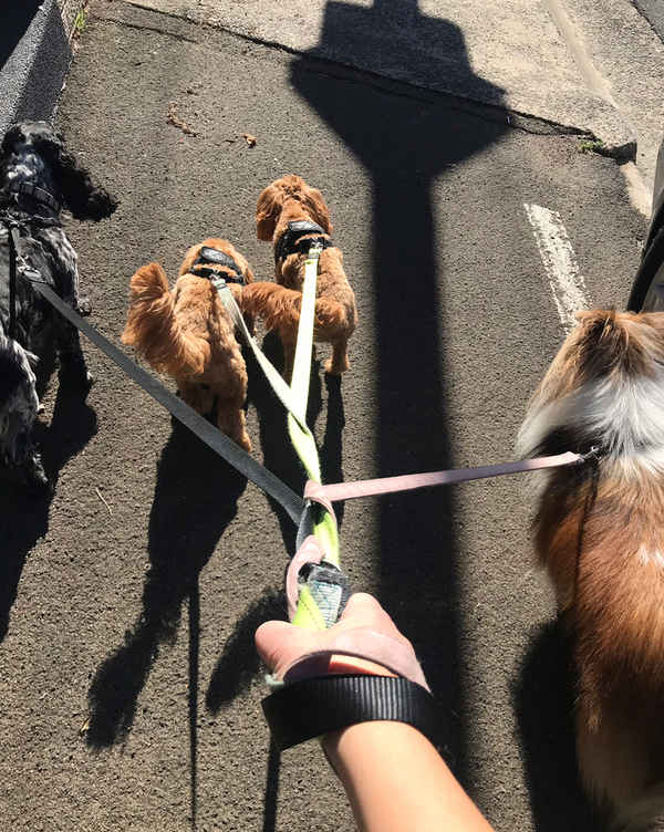 City Sniffers Dog Walking - Dog Walkers In Marrickville