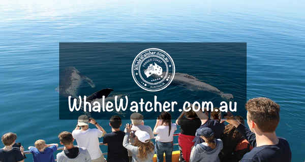 WhaleWatcher.com.au - Travel & Tourism In Torquay