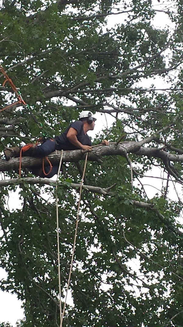 Tall Timbers Tree Services - Tree Surgeons & Arborists In Rhodes 2138