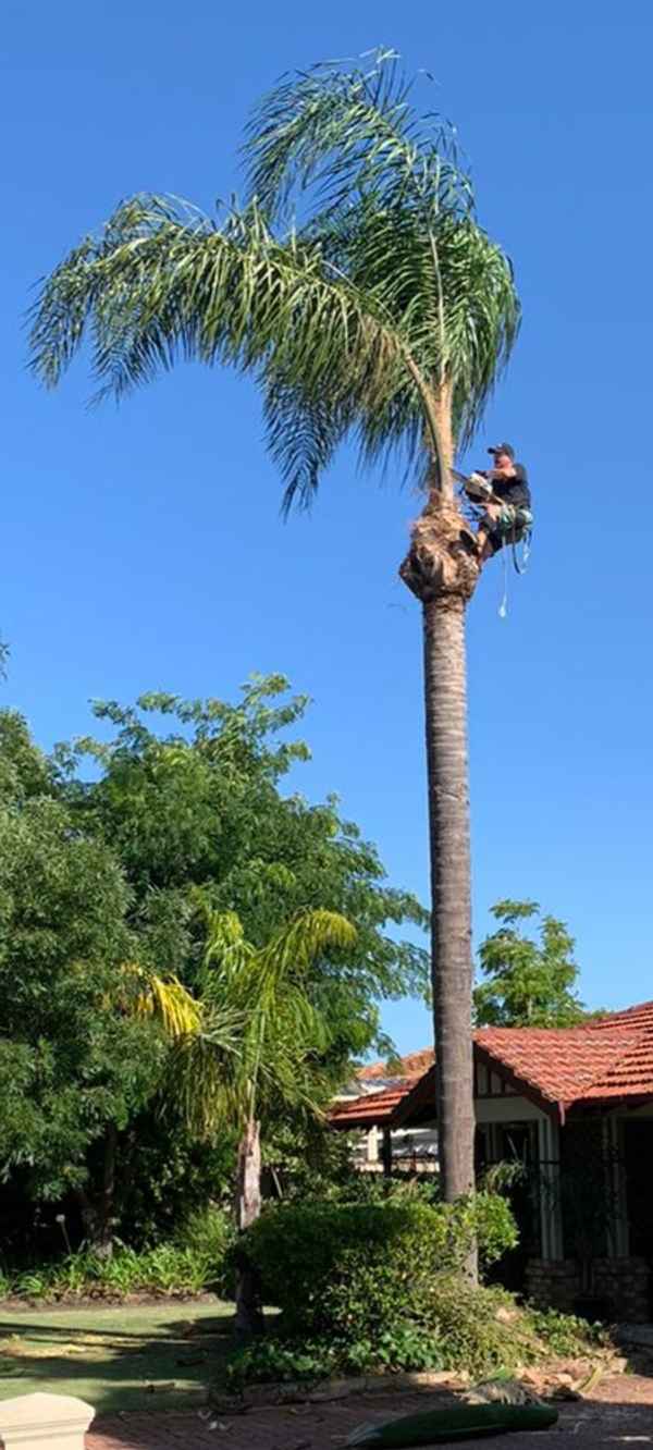 Cape Tree Service - Tree Surgeons & Arborists In Mira Mar