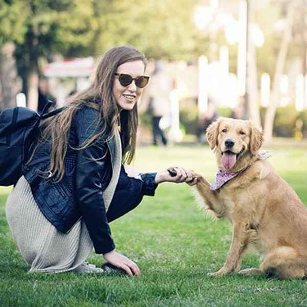 Eastern Companion Dog Training - Pet Trainers In Croydon