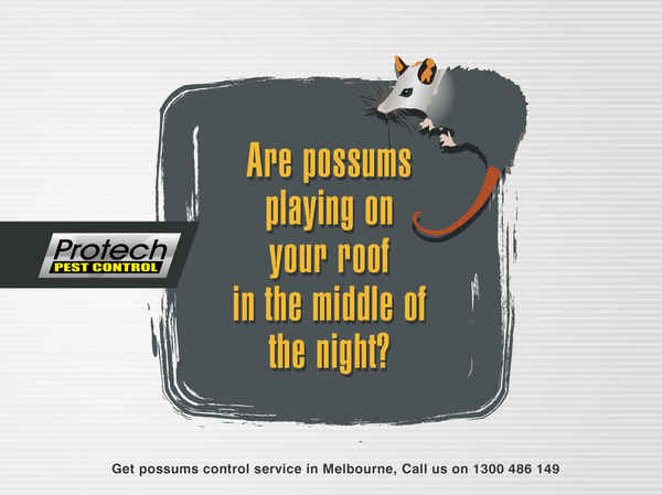 Protech Pest Control - Pest Control In Campbellfield