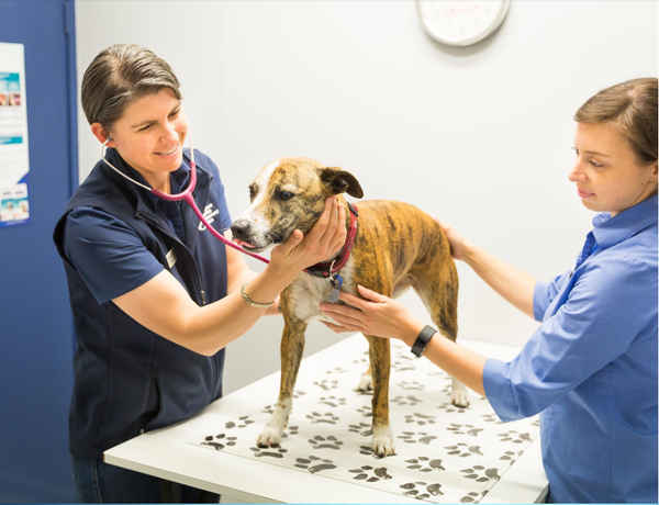 Ashgrove Avenue Veterinary Clinic - Veterinarians In Ashgrove