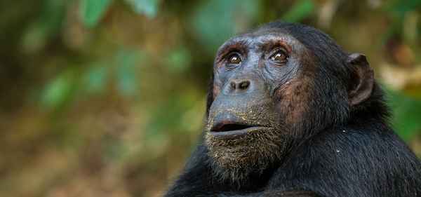 Friendly Gorillas Safaris - Tours In Pyrmont