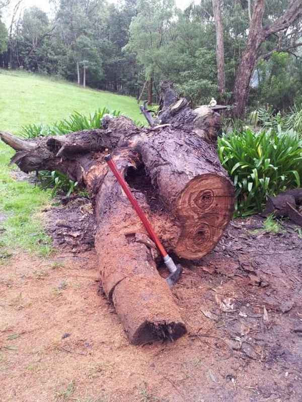 Joel's Tree Services - Tree Surgeons & Arborists In Narre Warren South