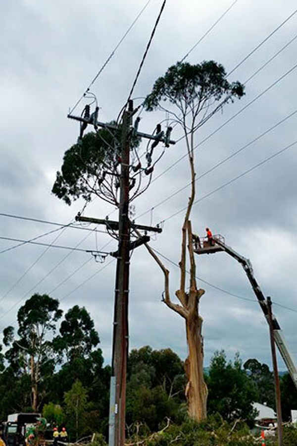 Drouin Tree Services - Tree Surgeons & Arborists In Drouin