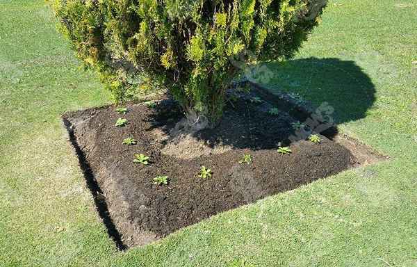 Mow's Landscaping + Garden + Home Care - Gardeners In Perth